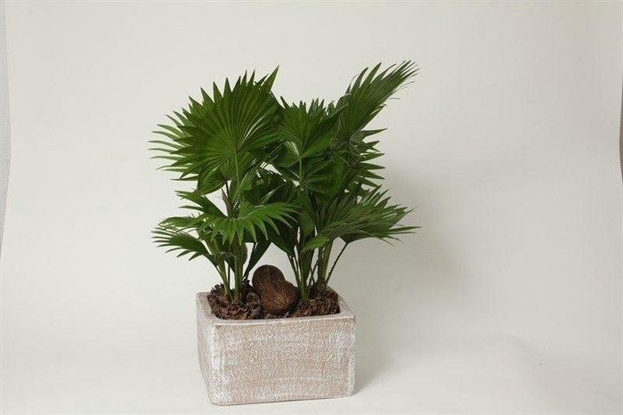 <h4>Livistona rotundifolia</h4>