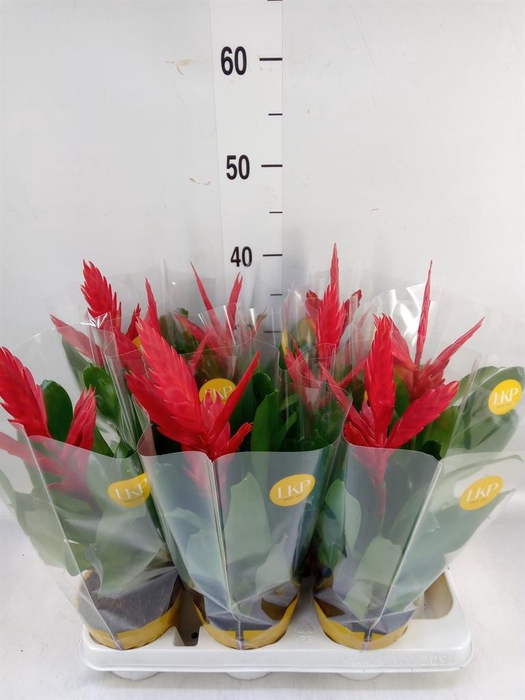 <h4>Vriesea  'Twinkle'</h4>