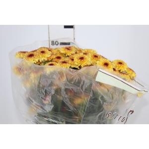 CRISANTEMO SANTINI ABBEY YELLOW 080 CM
