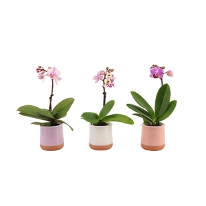 Valencia Mix Tiny Dolls Mix 1T7+ aqu@