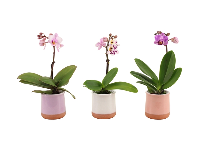 <h4>Valencia Mix Tiny Dolls Mix 1T7+ aqu@</h4>