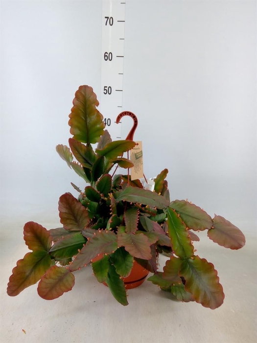 <h4>Rhipsalis   ...</h4>