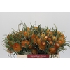 Banksia Dryandra