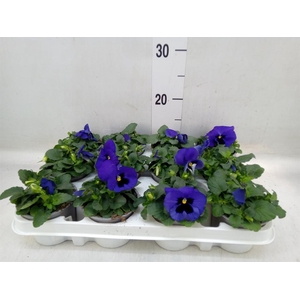 Viola wr. 'Alpha Blue wBlotch'