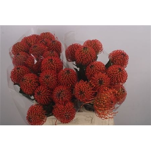 Leuco Co Sunrise Orange