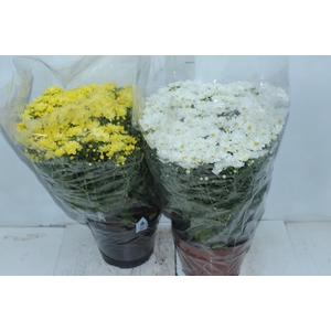 CRISANTEMO BOLA BELGA P20