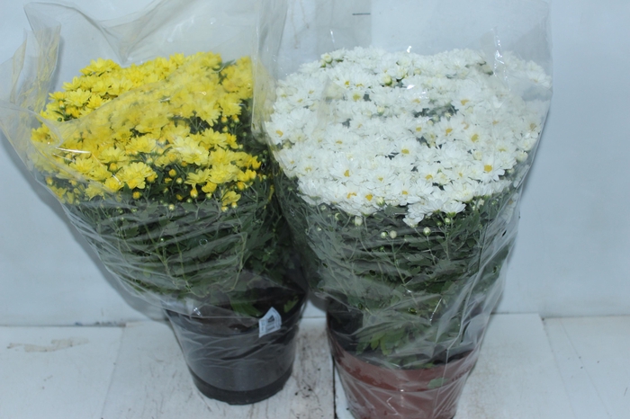 <h4>CRISANTEMO BOLA BELGA P20</h4>