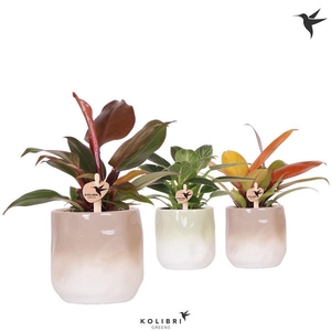 Philodendron overig
