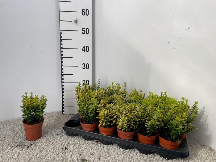 <h4>EUONYMUS OV</h4>