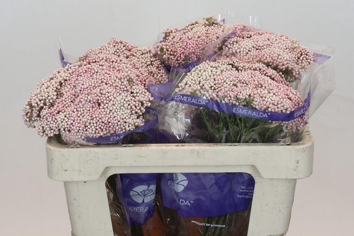 Ozothamnus Cooks Tall Pink