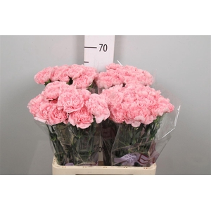 Di St Pink Montezuma