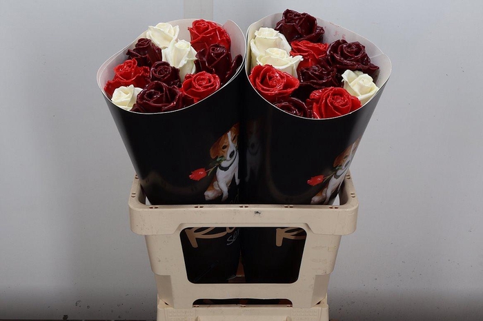 <h4>R Ov Wx Mix Red White Bordeaux</h4>