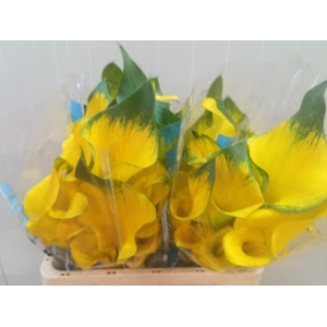 Calla Golden Nugget | Dubbelbloemig