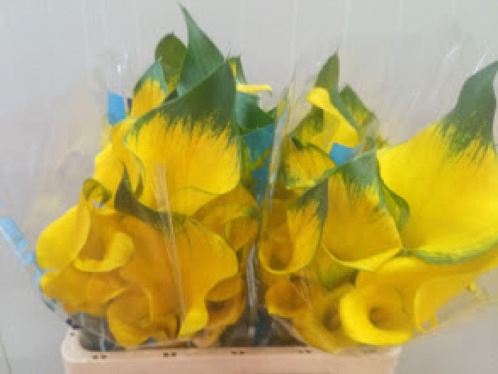 <h4>Calla Golden Nugget | Dubbelbloemig</h4>
