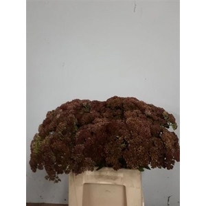 Sedum Spectabile