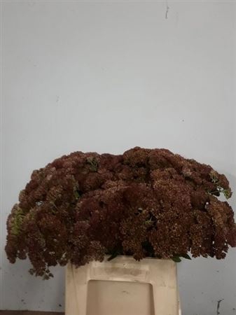<h4>Sedum Spectabile</h4>