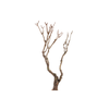 Syringa Branch Super Montemezzi