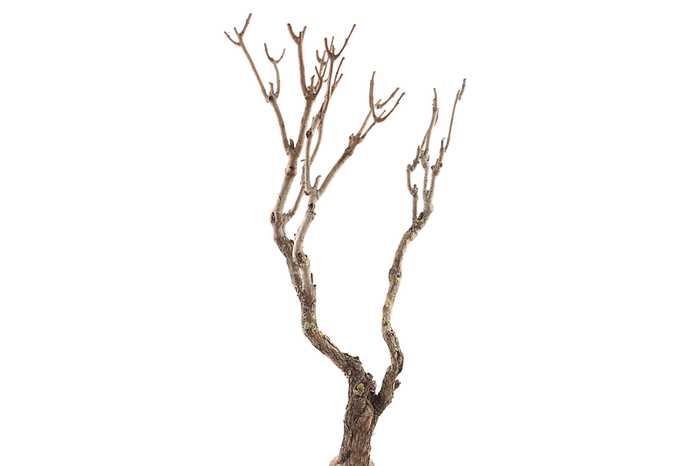 Syringa Branch Super Montemezzi