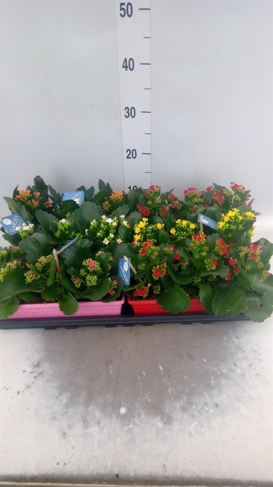<h4>Kalanchoe blos.   ..EN mix</h4>