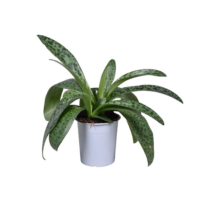 <h4>Drimiopsis kirki</h4>