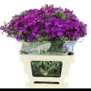 DI BARB AMAZON PURPLE SUPER