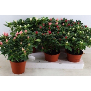 Rhododendron (Simsii Grp) gemengd