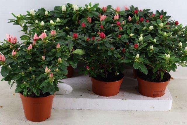<h4>Rhododendron (Simsii Grp) gemengd</h4>