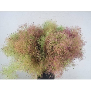 COTINUS VELUS