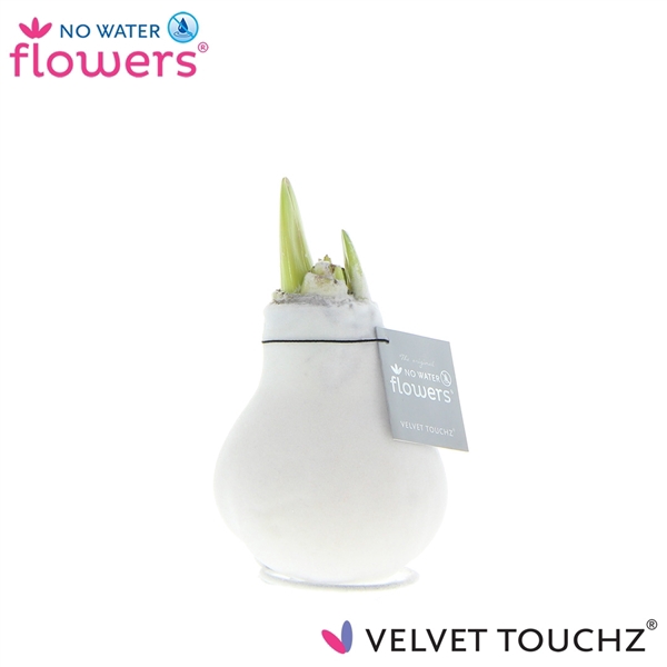 <h4>No Water Flowers Velvet Touchz® White</h4>