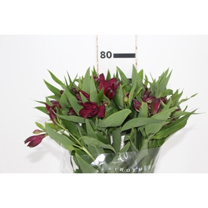 ALSTROEMERIA POMPEII 080 CM