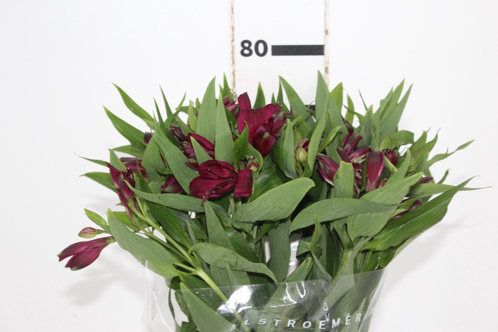 <h4>ALSTROEMERIA POMPEII 080 CM</h4>
