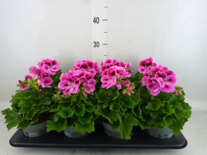 <h4>Pelargonium gran.   ..</h4>