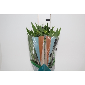 ALSTROEMERIA  AKEMI 070 CM
