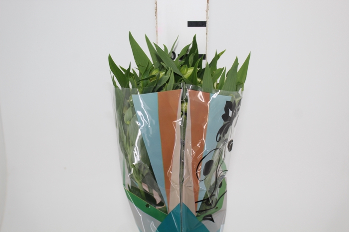 <h4>ALSTROEMERIA  AKEMI 070 CM</h4>