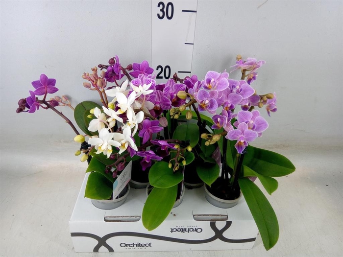 <h4>Phalaenopsis   ...mini</h4>
