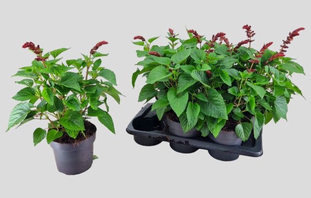 <h4>SALVIA  LAKE FLAMING</h4>