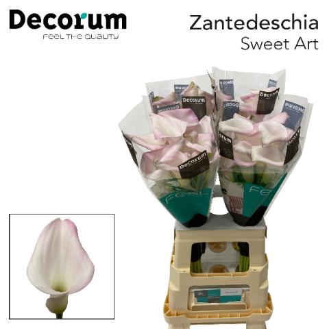 <h4>ZANT SWEET ART</h4>