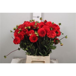 Dahl Red Cap