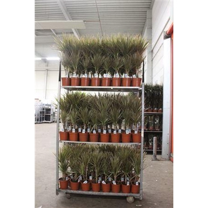 Dra Marg Bicolor 30-10 2 Stekken