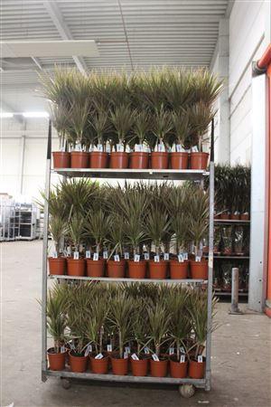 <h4>Dra Marg Bicolor 30-10 2 Stekken</h4>