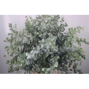 EUC CINEREA PER BOS