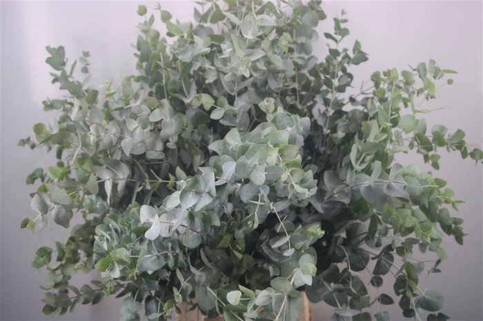 <h4>EUC CINEREA PER BOS</h4>
