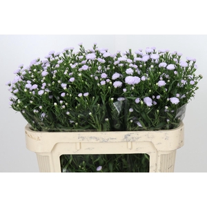 Aster Astee Milka