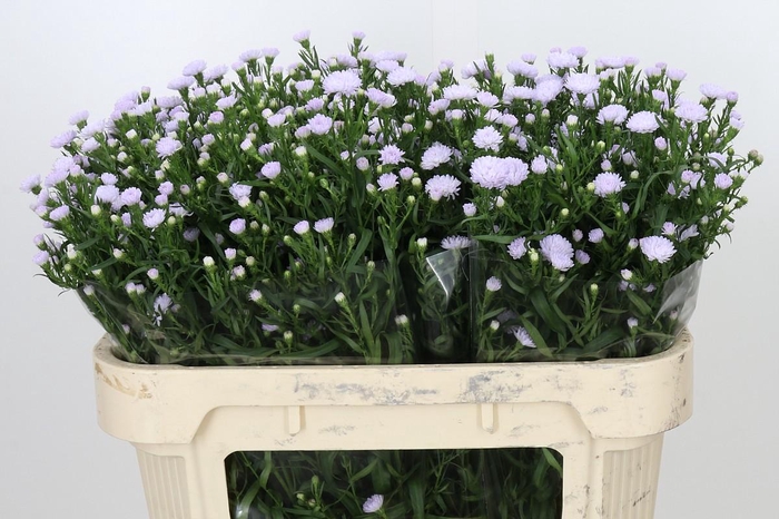 <h4>Aster Astee Milka</h4>