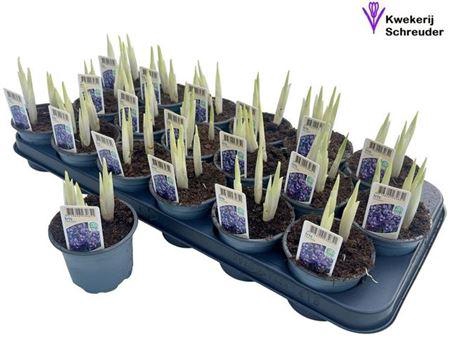 <h4>Iris Ret Harmony</h4>