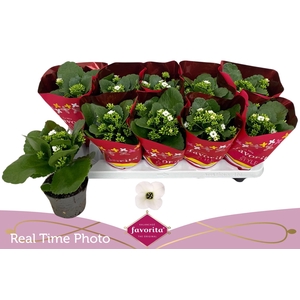 KAL EN ASTERIA WHITE