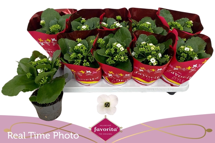 <h4>KAL EN ASTERIA WHITE</h4>