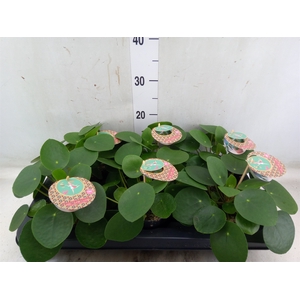 Pilea peperomoides