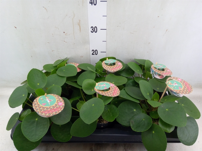 <h4>Pilea peperomoides</h4>