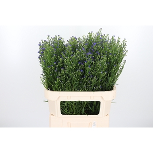 Aster Casamare